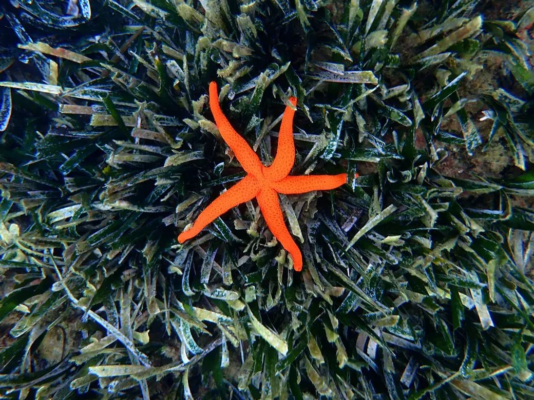 Visitas de observación de la fauna